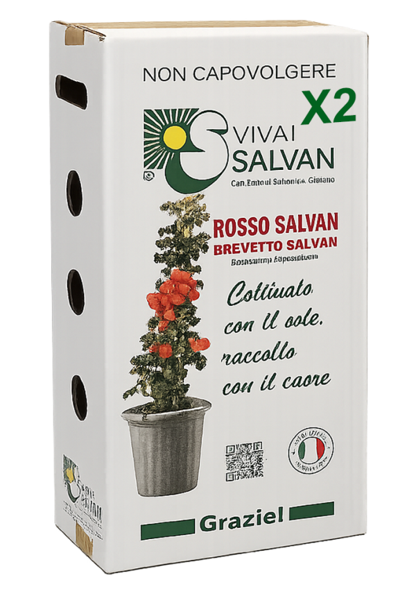 SCATOLA_x2 SCATOLA_x2