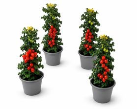 Rosso Salvan® - Confezione 4 Piante