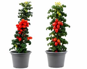 Rosso Salvan® - Confezione 2 Piante